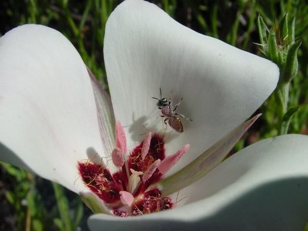 Santa Catalina mariposa lily