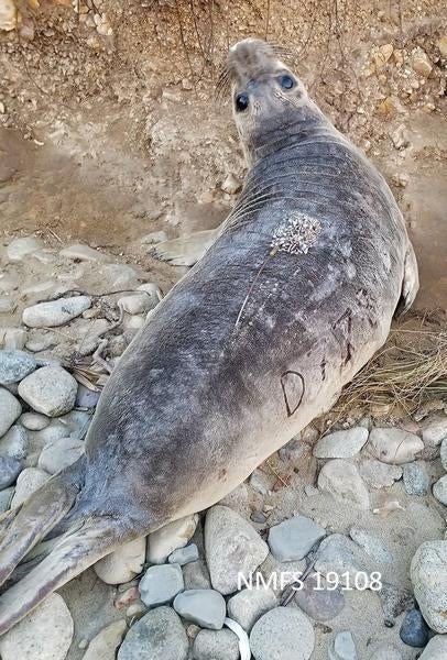Seal with barnacle tag