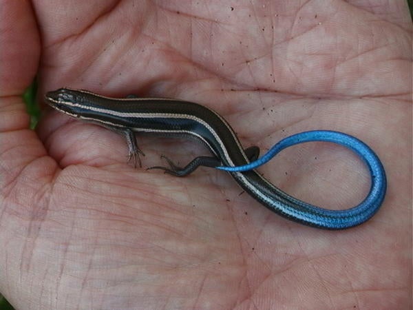 Skink