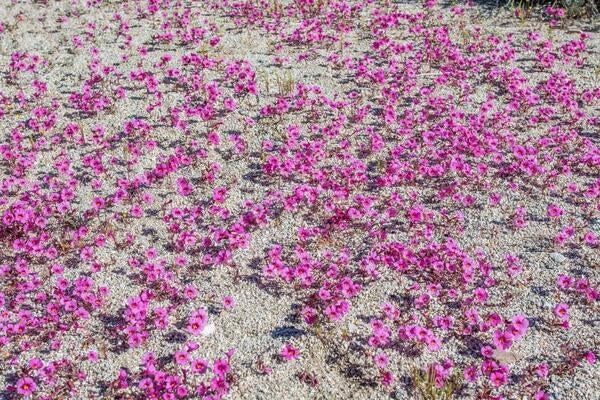Tiny Bigelow's monkeyflower