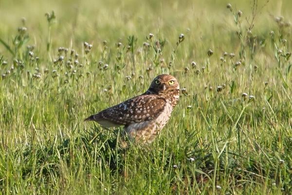 Burrowing owl