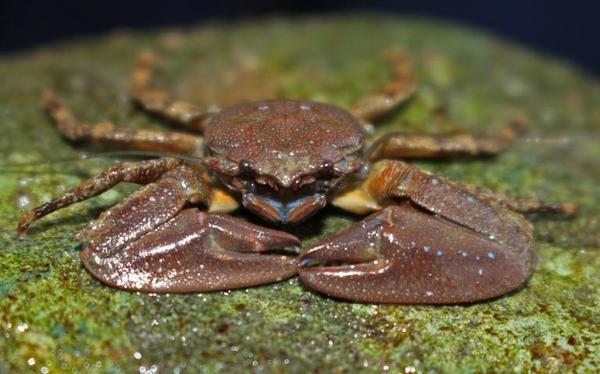 chocolate porcelain crab