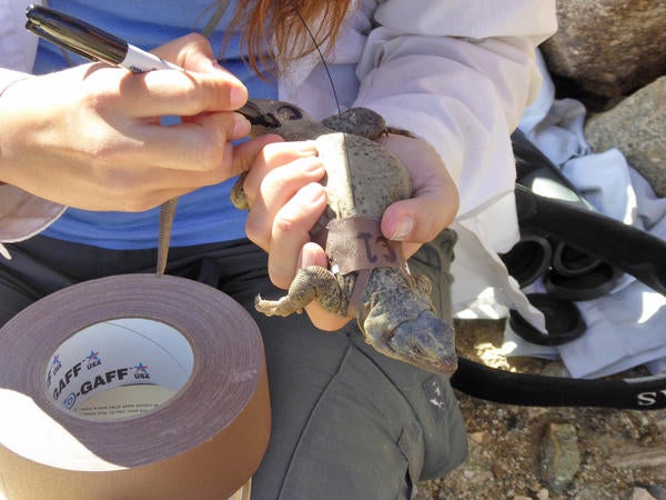 chuckwalla
