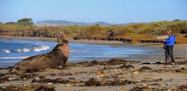 male elephant seal