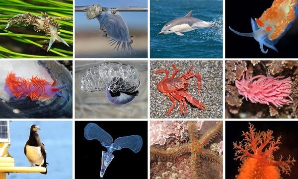 Marine heatwaves mosaic