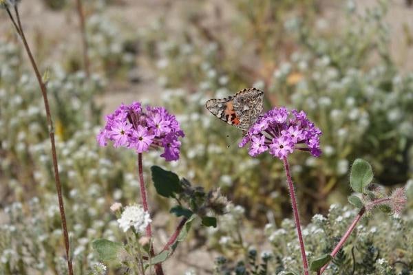 painted lady butterflies