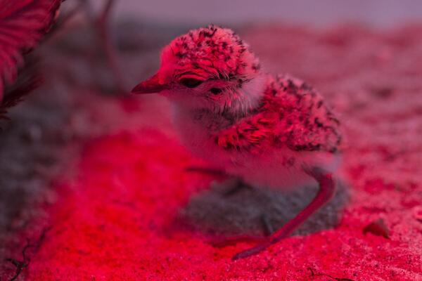 Plover chick