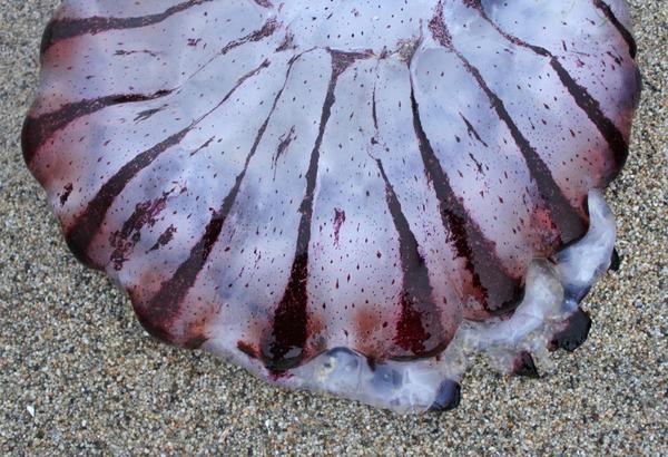 purple striped jellyfish
