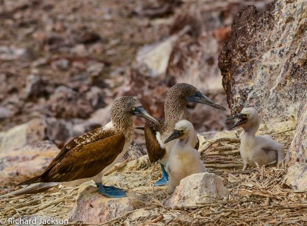 Blue-footed boobies