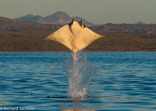 mobula ray