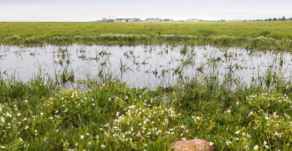 Merced Vernal Pools