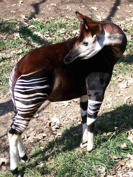 Okapi