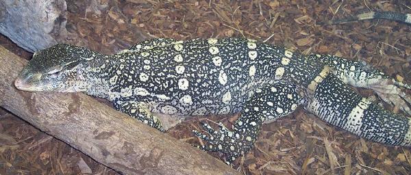 Nile monitor