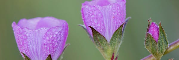 (c)ucr_mark_chappell_ucr_natural_reserves_checkerbloom2_624px.jpg