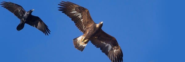(c)ucr_mark_chappell_ucr_natural_reserves_golden_eagle_624px.jpg