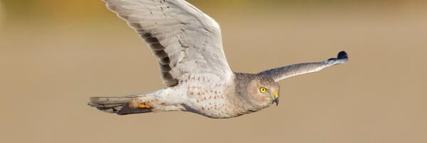 (c)ucr_mark_chappell_ucr_natural_reserves_northern_harrier_624px.jpg 