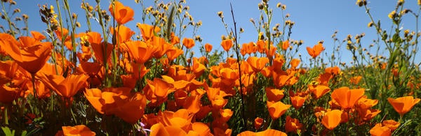 California poppies in superbloom (c) UCR / Stan Lim