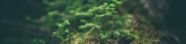 Unsplash- Baby Pine