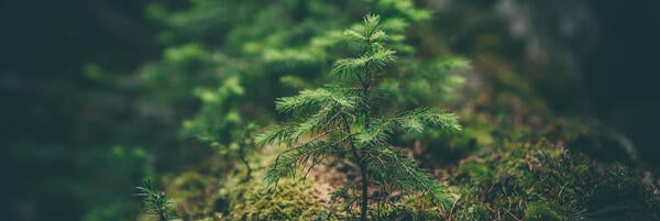 Unsplash- Baby Pine 2