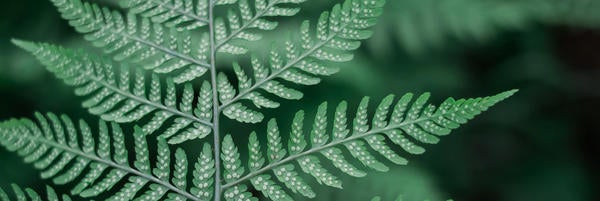 Unsplash- Fern