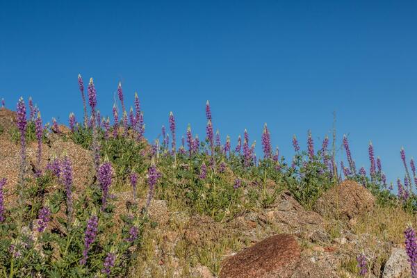 Arizona lupine