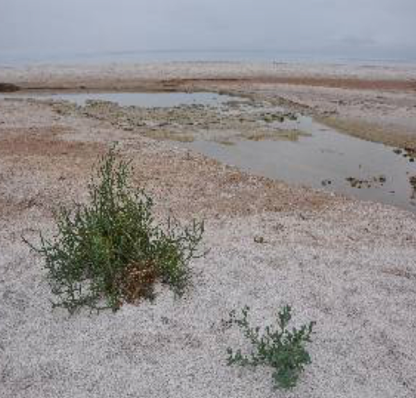 Box Springs Reserve