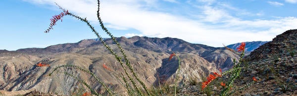 Boyd Deep Canyon Natural Reserve