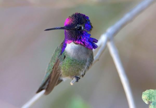 hummingbird