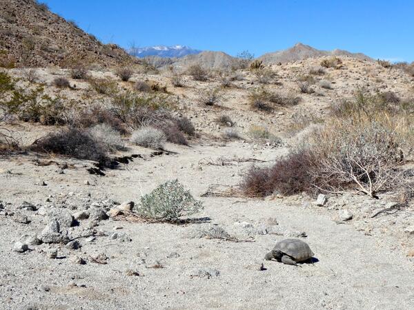 photo of tortoise in desert habitat