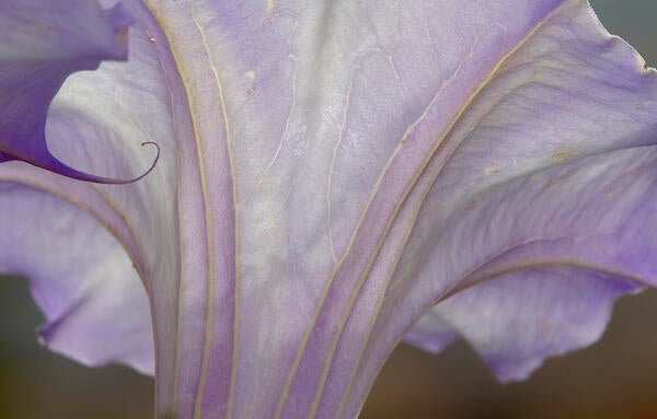 Closeup for flower blossum with veins