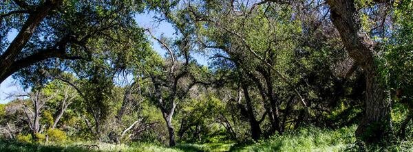 Emerson Oaks Reserve (c) Mark Chappell