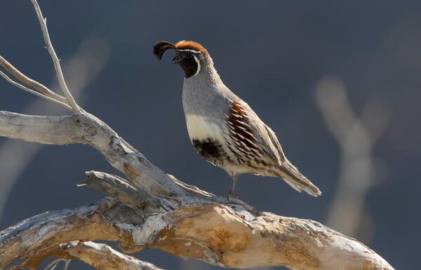 Quail standing on a branch