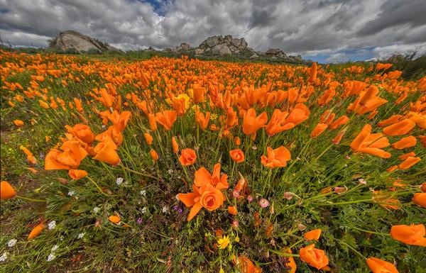 California poppies with rock outcrop in background with clouds