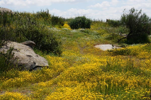 landscape of yellow wildflowers