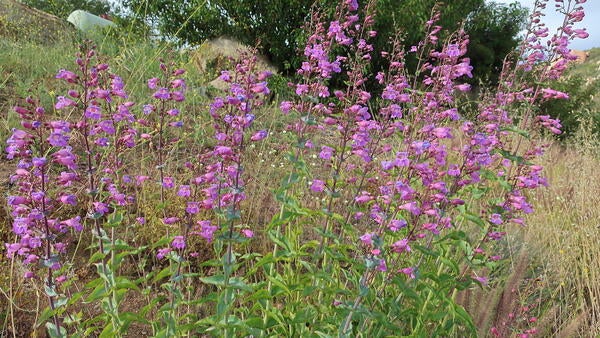 Penstemon spectabilis at NRS