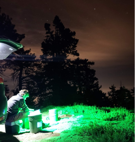 Man sorting things into bucket at night trees in background