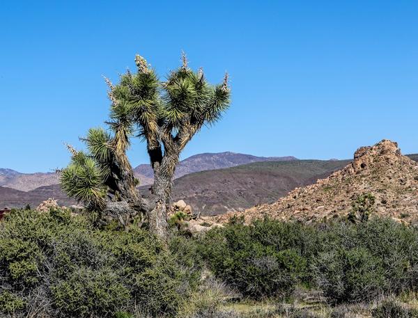 Joshua tree (c) UCNRS