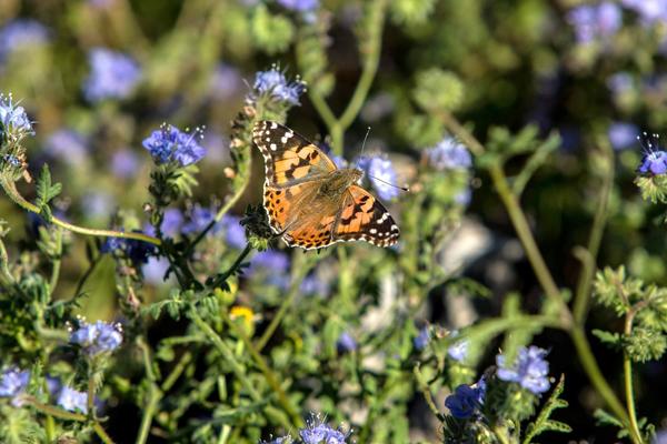 Painted Lady (c) UCNRS