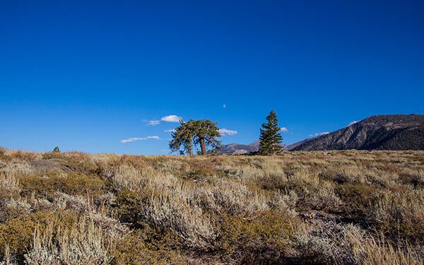 Valentine Eastern Sierra Reserve