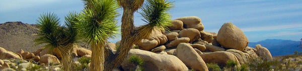 Joshua tree and boulders (c) pexels