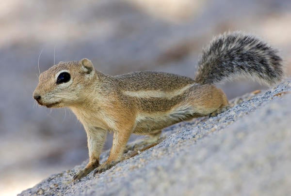 Antelope ground squirrel Photo by Chappell