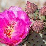 beavertail flower