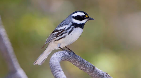 bird on twig black throated gray warbler