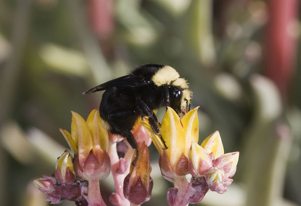 Bumblebee on yellow flower