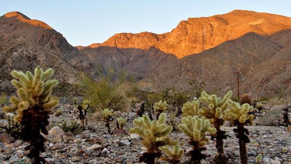 (c) Mark Chapell - Boyd Deep Canyon