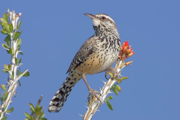 Bird on twig