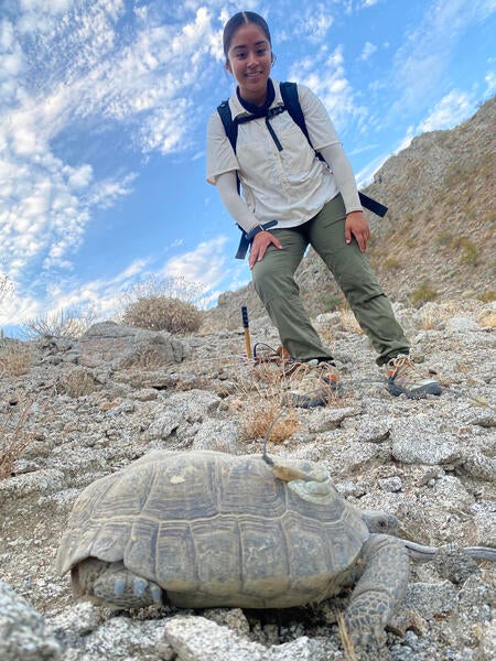 Desert tortoise with tracker