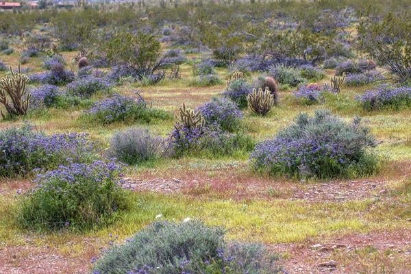 desert around the field station