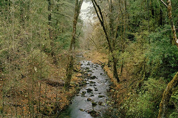 Elder Creek Angelo