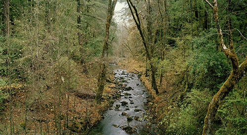 Elder Creek Angelo